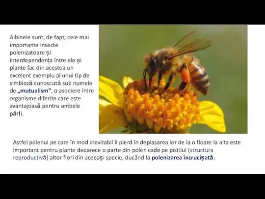 Albinele sunt, de fapt, cele mai importante insecte polenizatoare și interdependența între