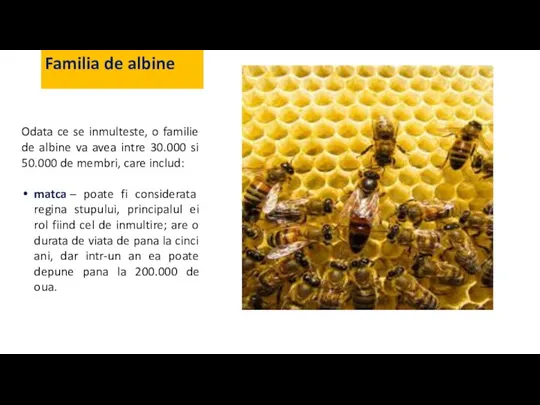 Familia de albine Odata ce se inmulteste, o familie de albine va