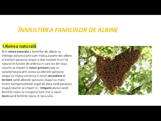 ÎNMULTIREA FAMILIILOR DE ALBINE I.Roirea naturală Prin roirea naturala a familiilor de
