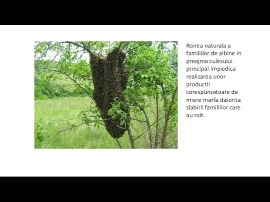 Roirea naturala a familiilor de albine in preajma culesului principal impiedica realizarea