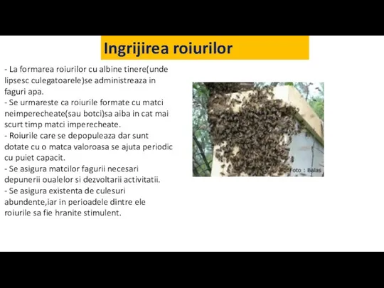 Ingrijirea roiurilor - La formarea roiurilor cu albine tinere(unde lipsesc culegatoarele)se administreaza