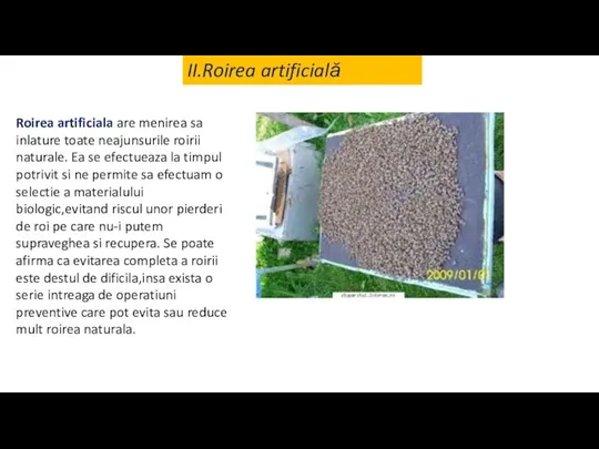 II.Roirea artificială Roirea artificiala are menirea sa inlature toate neajunsurile roirii naturale.