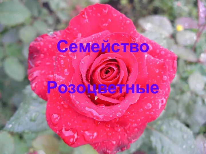 Семейство Розоцветные