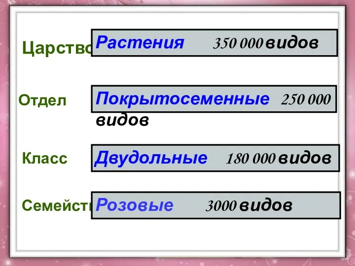 Царство Отдел Класс Семейство Растения 350 000 видов Покрытосеменные 250 000 видов