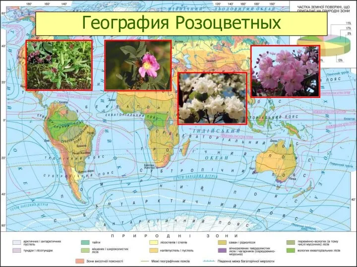 География Розоцветных