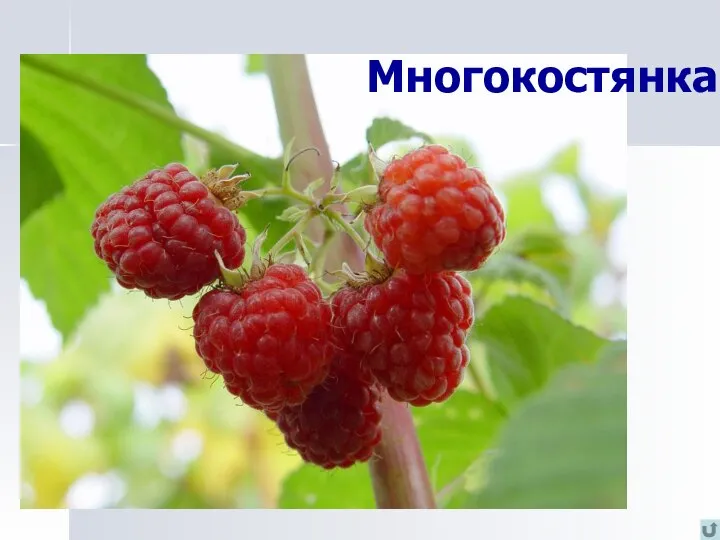 Многокостянка