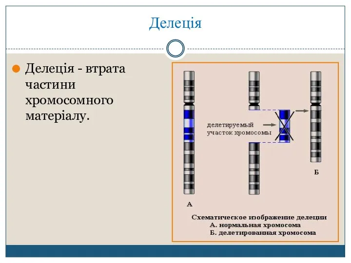 Делеція Делеція - втрата частини хромосомного матеріалу.
