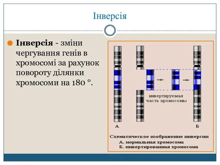 Інверсія Інверсія - зміни чергування генів в хромосомі за рахунок повороту ділянки хромосоми на 180 °.