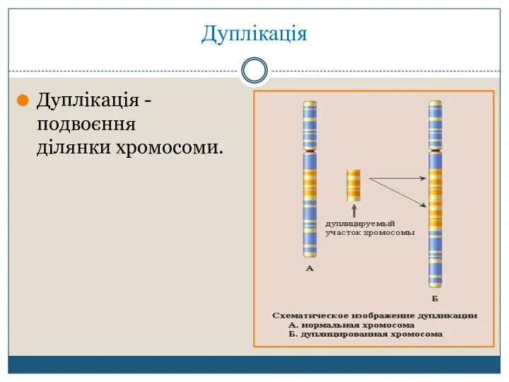 Дуплікація Дуплікація - подвоєння ділянки хромосоми.