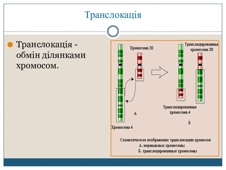 Транслокація Транслокація - обмін ділянками хромосом.
