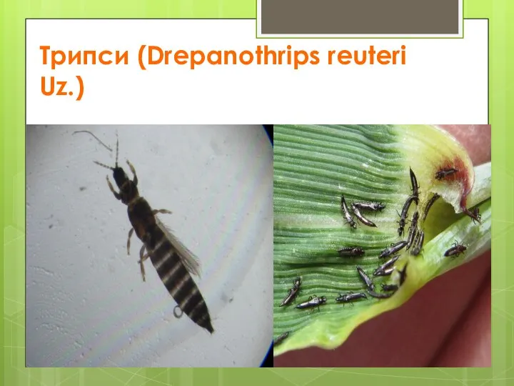 Трипси (Drepanothrips reuteri Uz.)