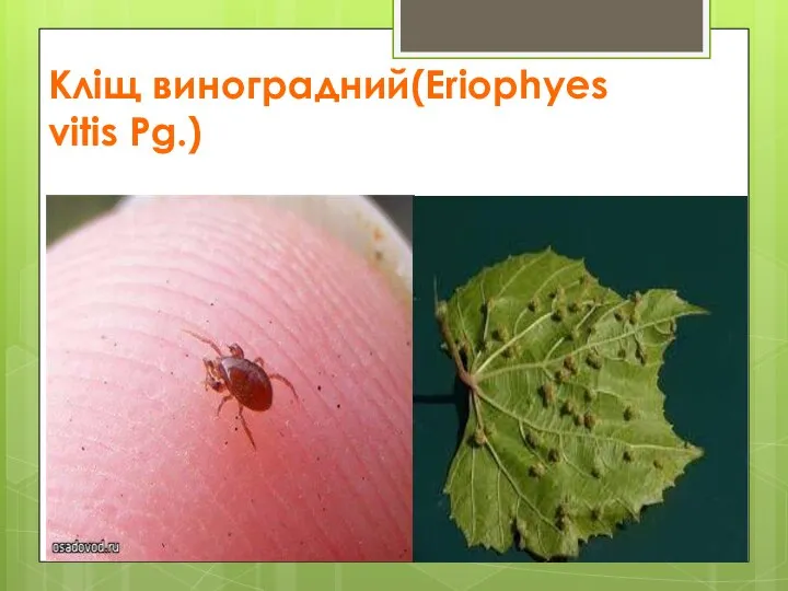 Кліщ виноградний(Eriophyes vitis Pg.)