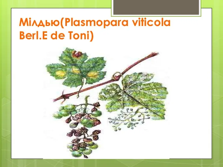 Мілдью(Plasmopara viticola Berl.E de Toni)