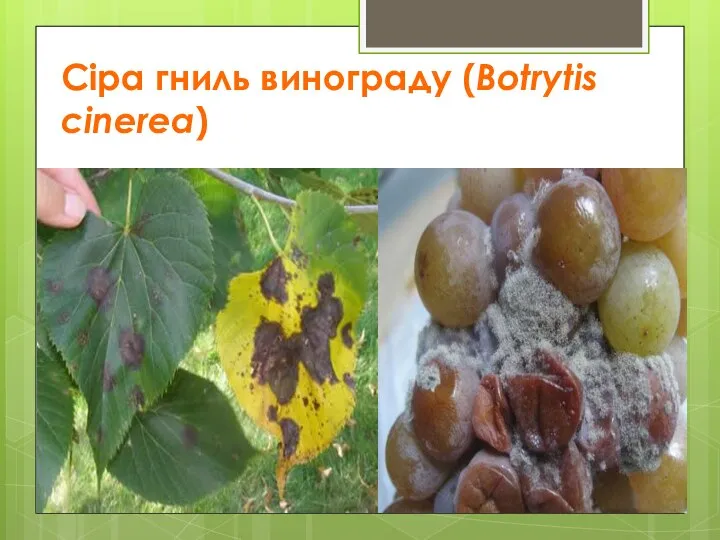 Сіра гниль винограду (Botrytis cinerea)