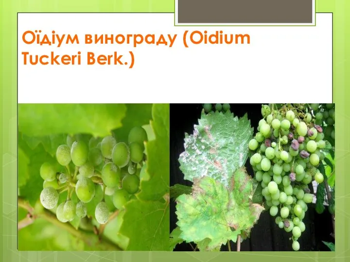 Оїдіум винограду (Oidium Tuckeri Berk.)