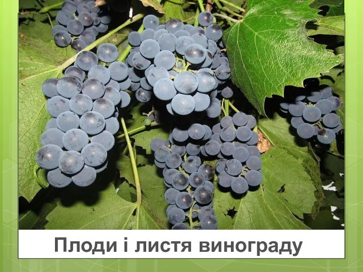 Плоди і листя винограду