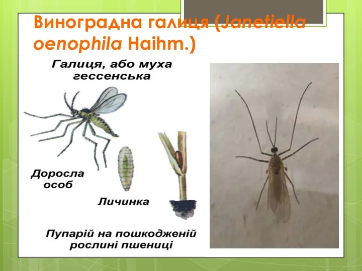 Виноградна галиця (Janetiella oenophila Haihm.)