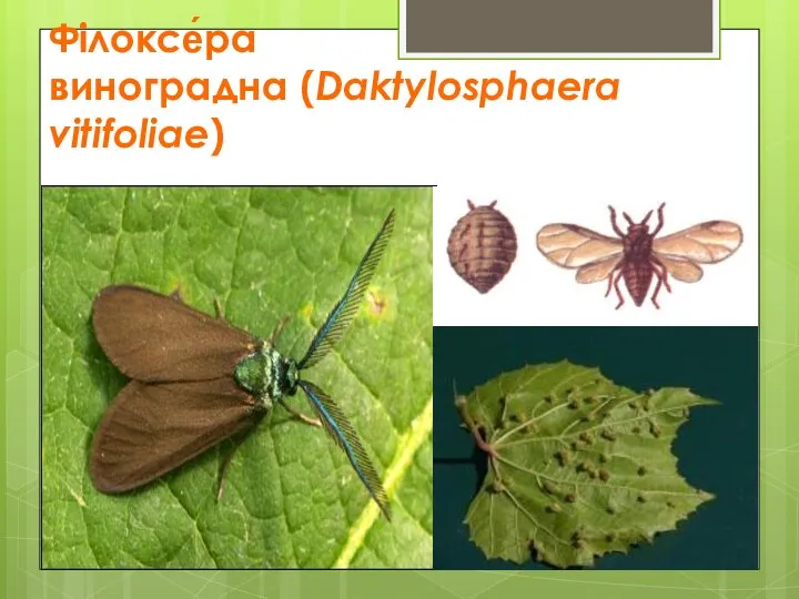 Філоксе́ра виноградна (Daktylosphaera vitifoliae)