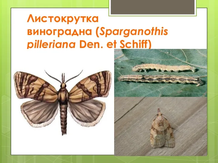 Листокрутка виноградна (Sparganothis pilleriana Den. et Schiff)