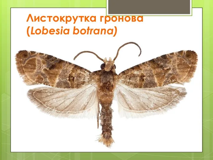 Листокрутка гронова (Lobesia botrana)