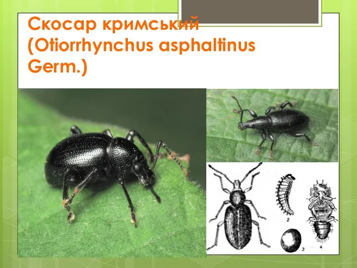 Скосар кримський (Otiorrhynchus asphaltinus Germ.)