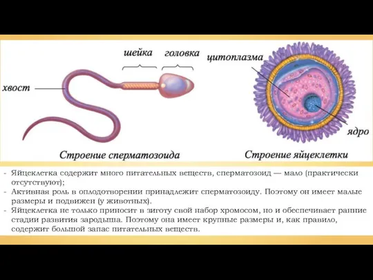 Яйцеклетка содержит много питательных веществ, сперматозоид — мало (практически отсутствуют); Активная роль