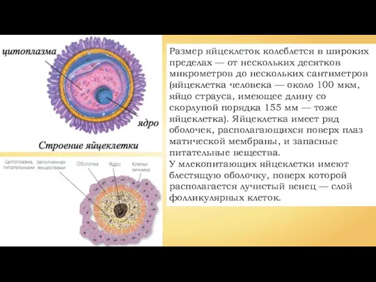 Размер яйцеклеток колеблется в широких пределах — от нескольких десятков микрометров до