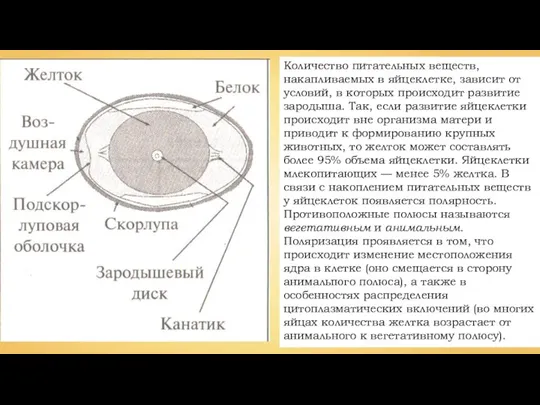 Количество питательных веществ, накапливаемых в яй­цеклетке, зависит от условий, в которых происходит