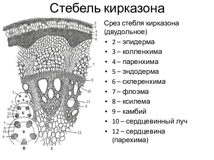 Стебель кирказона Срез стебля кирказона (двудольное) 2 – эпидерма 3 – колленхима