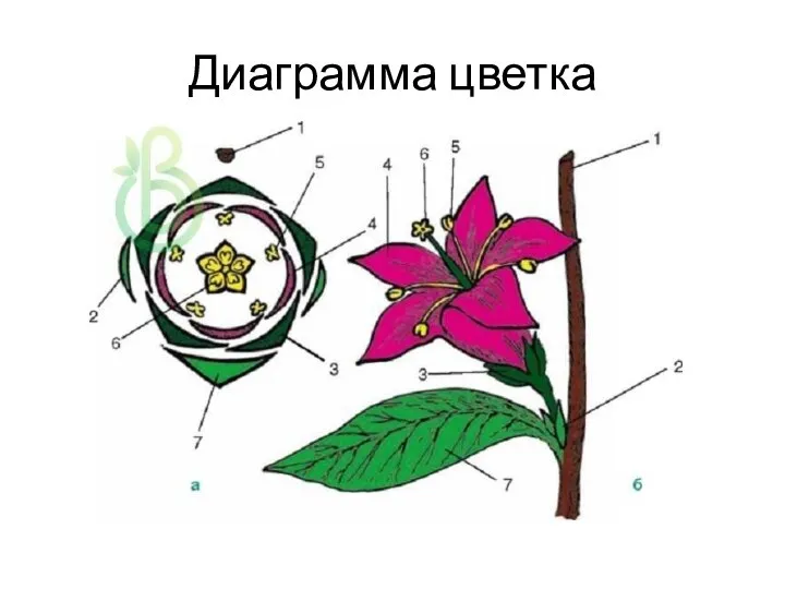 Диаграмма цветка