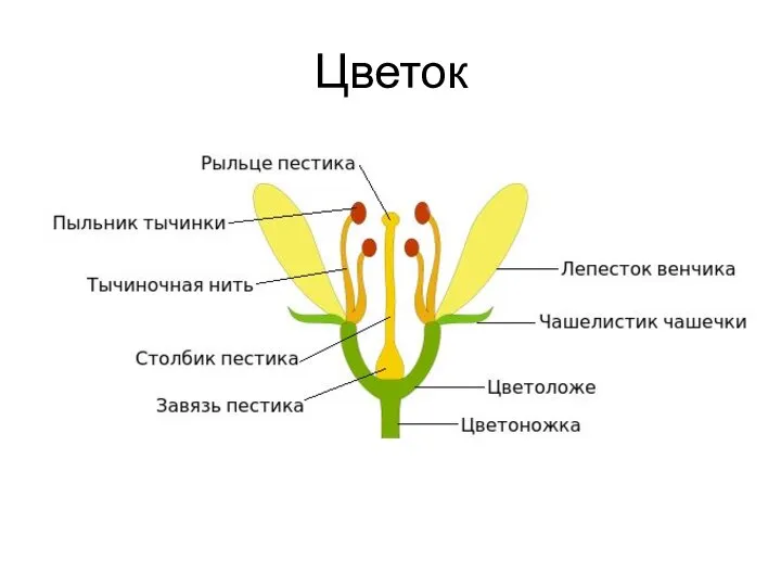 Цветок