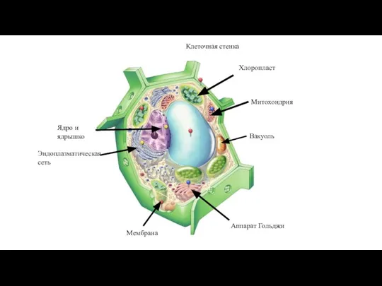 Хлоропласт Митохондрия Вакуоль Аппарат Гольджи Эндоплазматическая сеть Ядро и ядрышко Клеточная стенка Мембрана