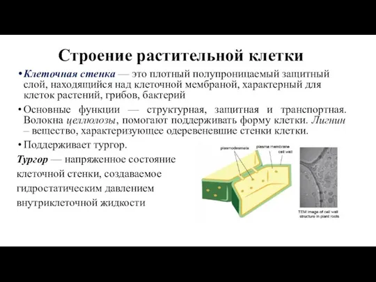 Строение растительной клетки Клеточная стенка — это плотный полупроницаемый защитный слой, находящийся