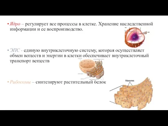 Ядро – регулирует все процессы в клетке. Хранение наследственной информации и ее