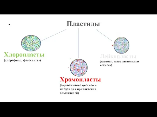 Пластиды Хлоропласты (хлорофилл, фотосинтез) Хромопласты (окрашивание цветков и плодов для привлечения опылителей)