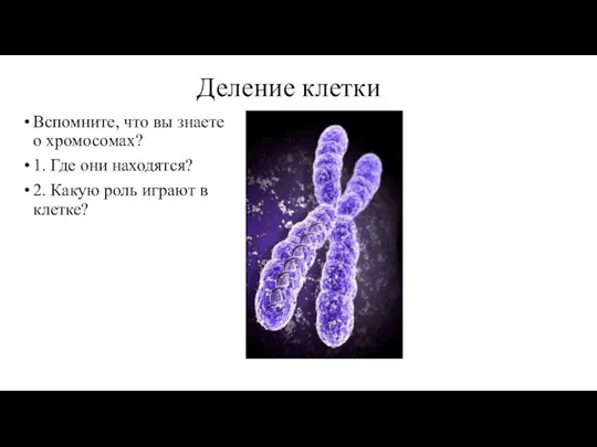 Деление клетки Вспомните, что вы знаете о хромосомах? 1. Где они находятся?