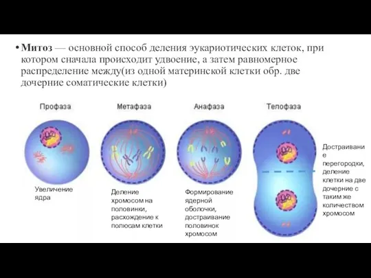 Митоз — основной способ деления эукариотических клеток, при котором сначала происходит удвоение,