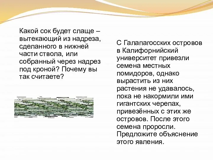 Какой сок будет слаще – вытекающий из надреза, сделанного в нижней части