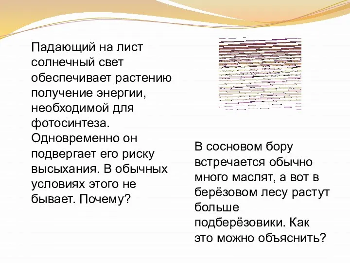 Падающий на лист солнечный свет обеспечивает растению получение энергии, необходимой для фотосинтеза.