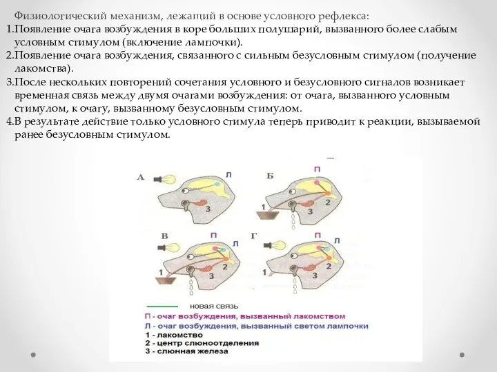 Физиологический механизм, лежащий в основе условного рефлекса: Появление очага возбуждения в коре