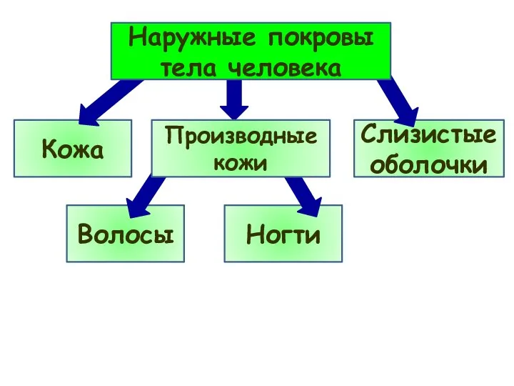 Кожа Волосы Ногти Слизистые оболочки Наружные покровы тела человека Производные кожи