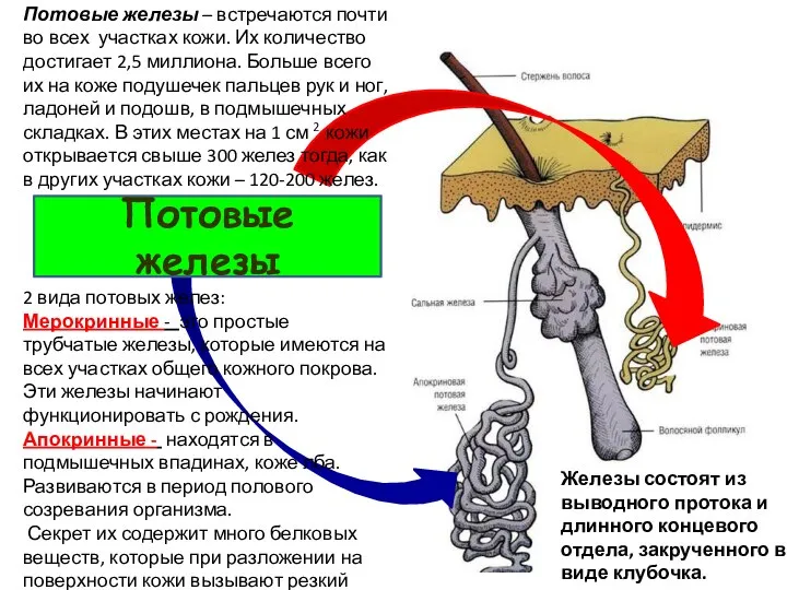 Потовые железы Потовые железы – встречаются почти во всех участках кожи. Их