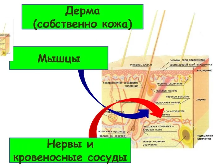 Мышцы Нервы и кровеносные сосуды Дерма (собственно кожа)