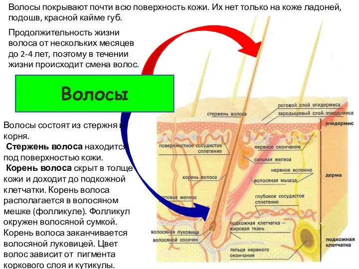 Волосы Волосы покрывают почти всю поверхность кожи. Их нет только на коже