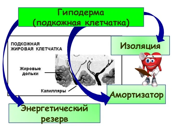 Изоляция Амортизатор Энергетический резерв Гиподерма (подкожная клетчатка)