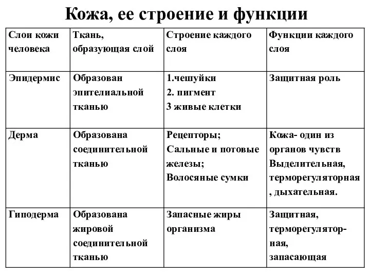 Кожа, ее строение и функции