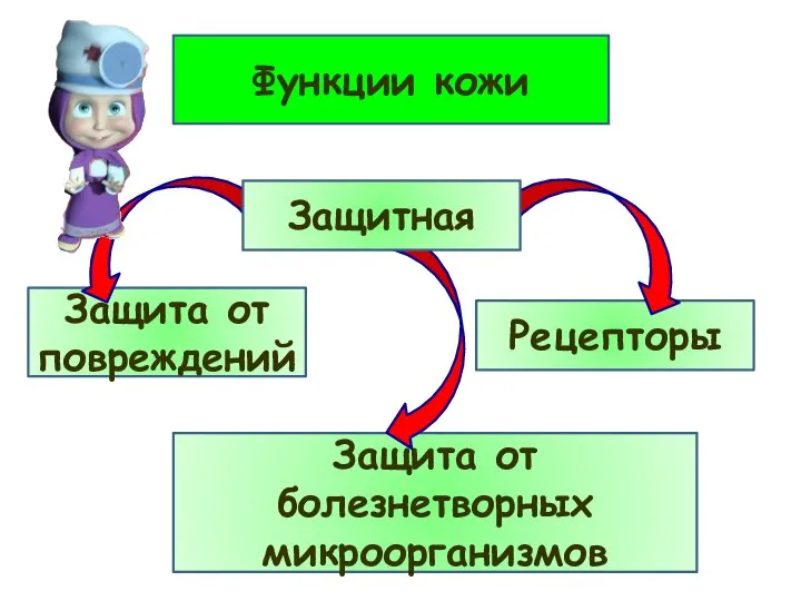 Функции кожи Защита от повреждений Рецепторы Защита от болезнетворных микроорганизмов Защитная