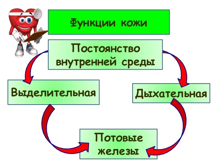 Функции кожи Выделительная Дыхательная Потовые железы Постоянство внутренней среды