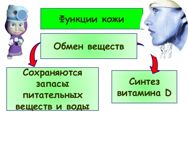 Функции кожи Сохраняются запасы питательных веществ и воды Синтез витамина D Обмен веществ