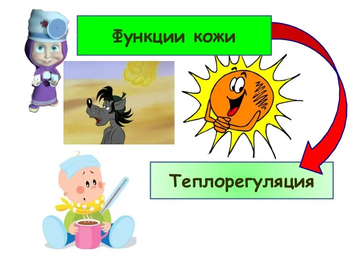 Теплорегуляция Функции кожи